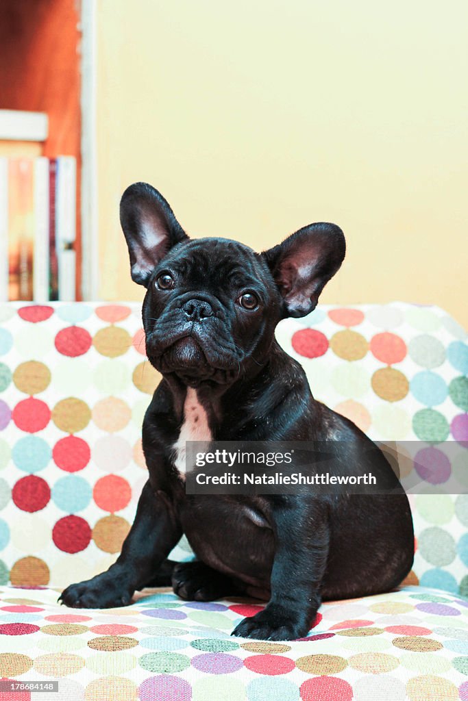 Puppy on the couch