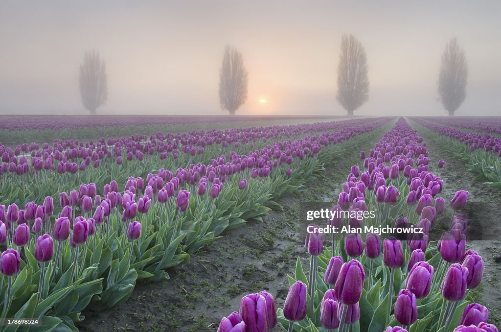 Sunrise over the Skagit Valley Tulip Fields