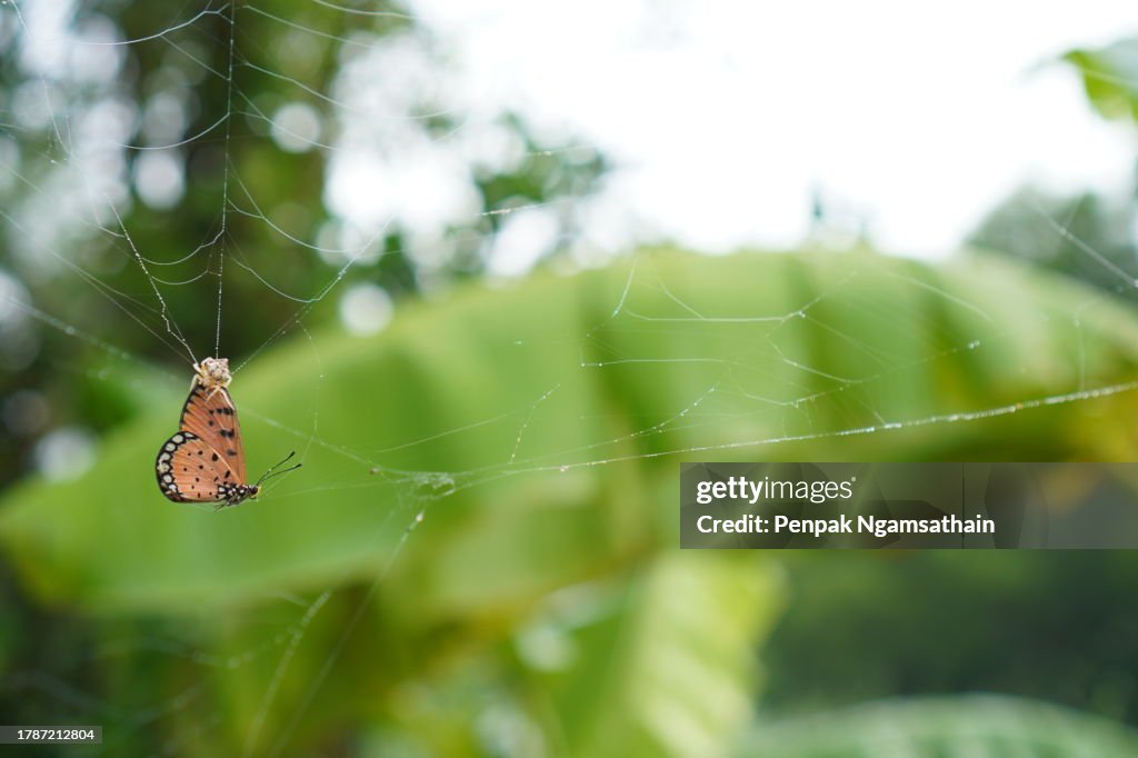 Butterfly is stuck in a spider web