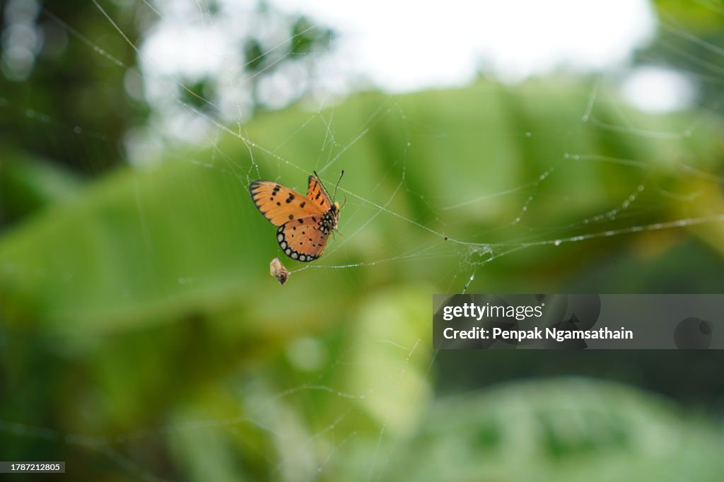 Butterfly is stuck in a spider web