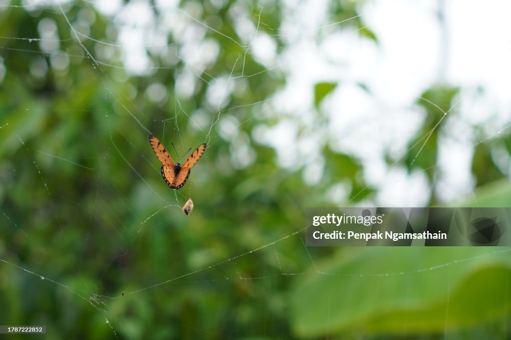 Butterfly is stuck in a spider web