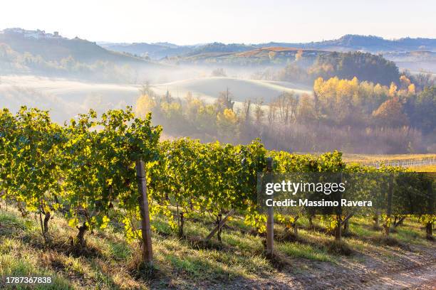 barolo vineyards in langhe region. - wijngaard stockfoto's en -beelden