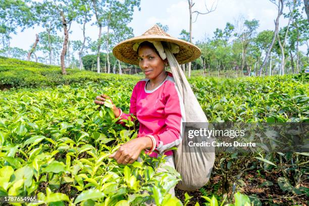 beautiful woman picking tea in a field in the silhet region of bangladesh - punjabi culture stock pictures, royalty-free photos & images