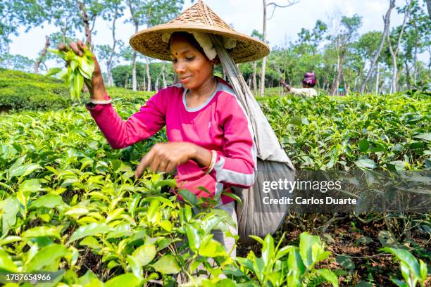 schöne frau, die tee auf einem feld in der region silhet in bangladesch pflückt - agriculture in bangladesh stock-fotos und bilder