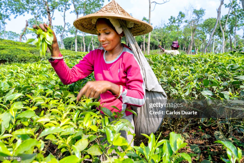 Beautiful woman picking tea in a field in the Silhet region of Bangladesh