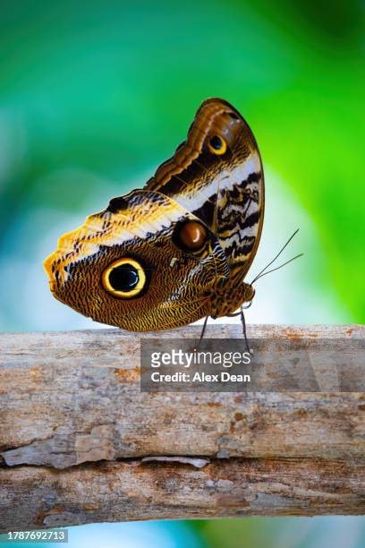 owl butterfly on a green background. - owl butterfly stock pictures, royalty-free photos & images
