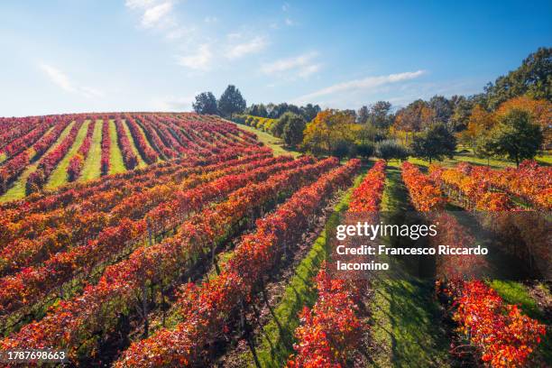 vineyards in autumn - attività agricola foto e immagini stock