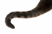 Tabby Cat Tail Isolated