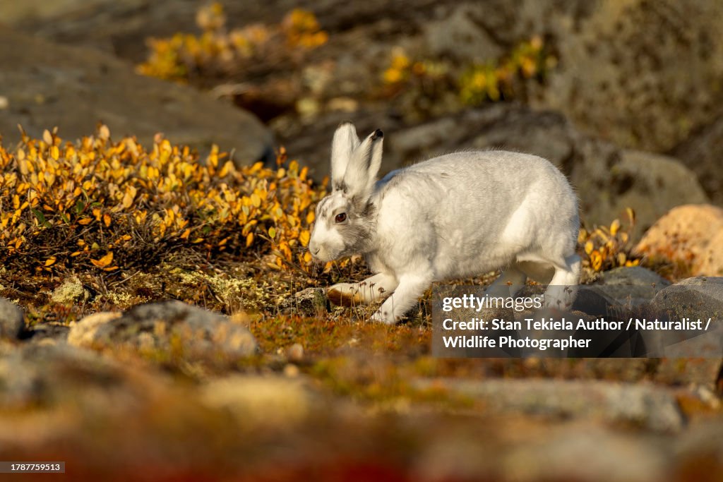 Arctic Hare in autumn color