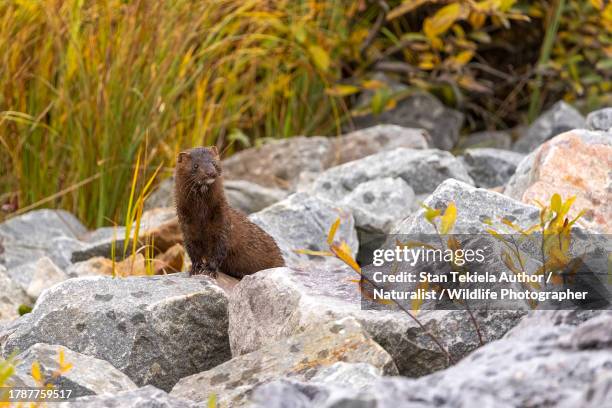 american mink - mustela vison stock pictures, royalty-free photos & images