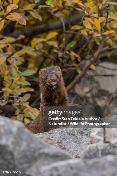 american mink - mustela vison stock pictures, royalty-free photos & images