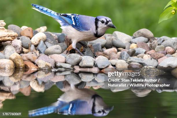 Blue Jay On Rocks 446,891 Blue Jays Stock Photos, High-Res Pictures, and Images - Getty ...
