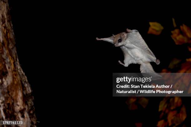 southern flying squirrel gliding - flygekorre bildbanksfoton och bilder