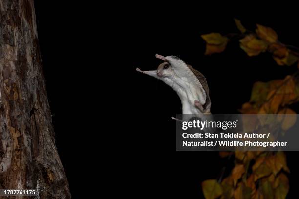 southern flying squirrel - flying squirrel stock pictures, royalty-free photos & images