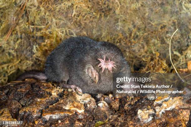 star-nosed mole - maulwurf stock-fotos und bilder