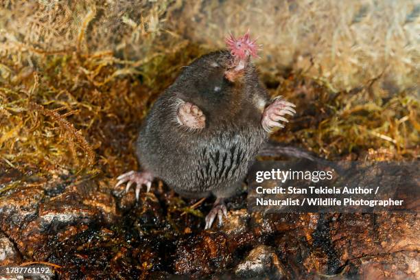 star-nosed mole - mole stock pictures, royalty-free photos & images