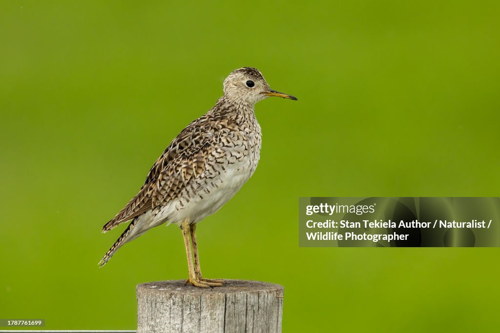 Upland Sandpiper