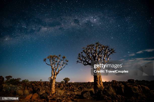 quiver trees and milky way stars in namibia. quiver tree (aloe dichotoma) near keetmanshoop, namibia, africa. - namibia sternenhimmel stock-fotos und bilder