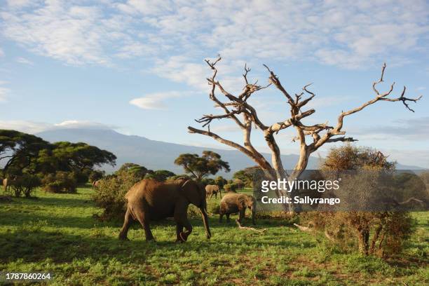 elephants in front of mount kilimanjaro. - amboseli national park bildbanksfoton och bilder