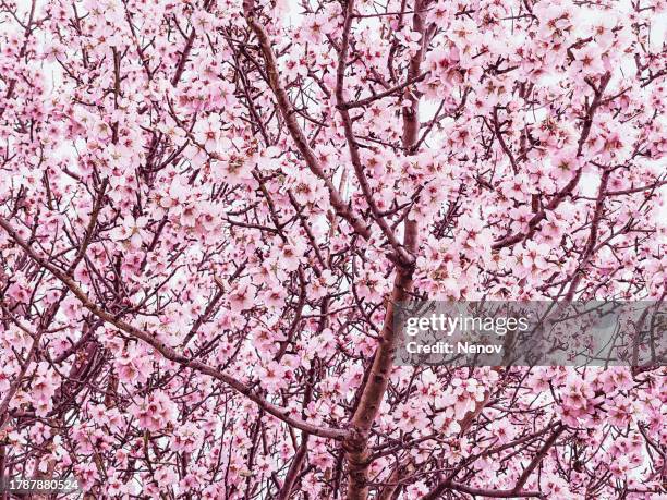 peach blossom background - fiore di pesco foto e immagini stock