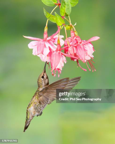 anna's hummingbird - pic of hummingbird stock pictures, royalty-free photos & images