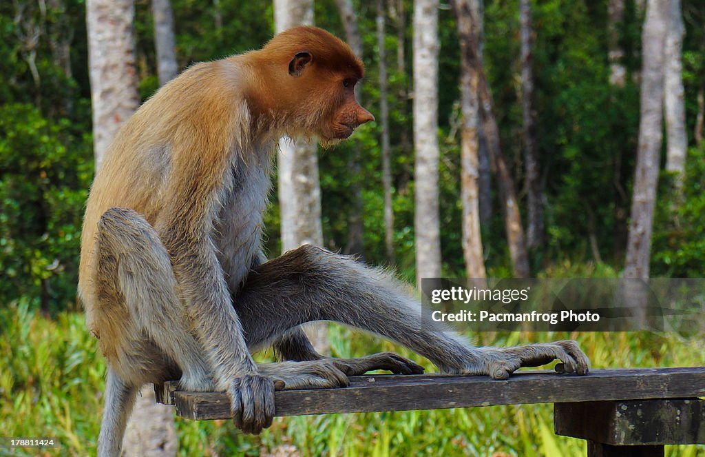 A female proboscis monkey in Malysia