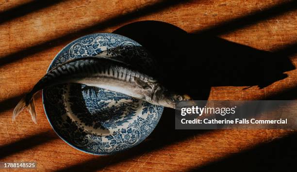 top down of a single mackerel on a patterned plate - fish on line stock pictures, royalty-free photos & images