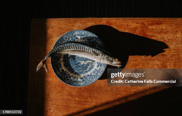 top down of a single mackerel on a patterned plate - pectoral fin stock pictures, royalty-free photos & images