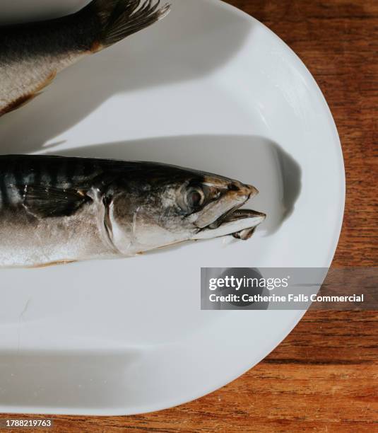 225 Cod Fish Head Stock Photos, High-Res Pictures, and Images - Getty ...