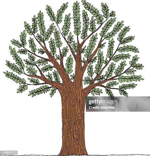 tree - single tree branch stock illustrations