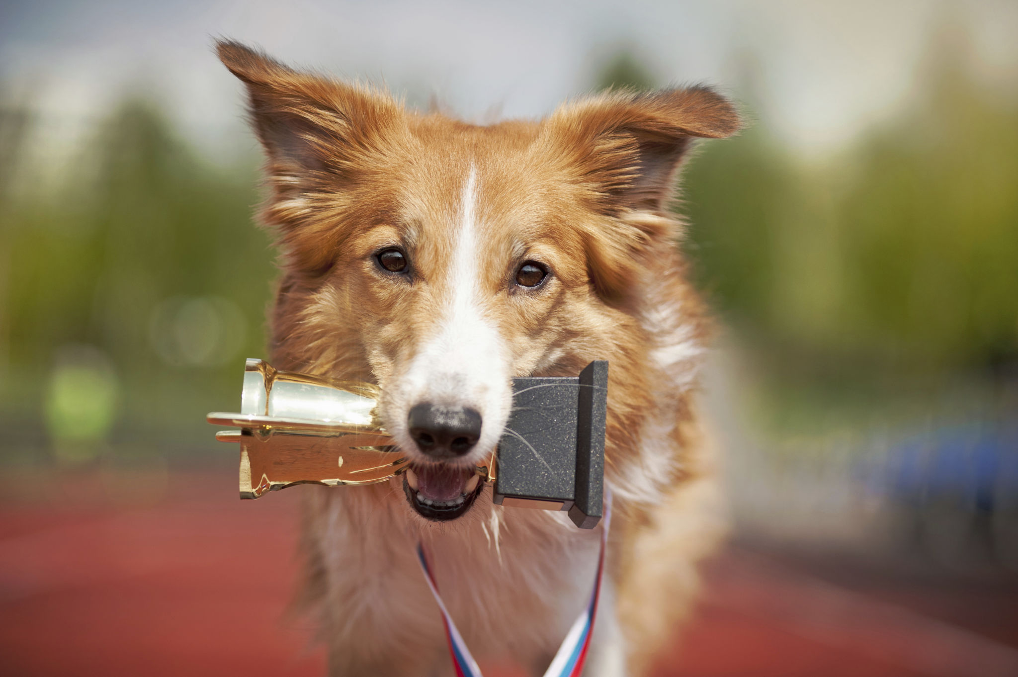 dogs competition