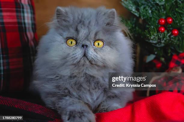 blue persian kitten amidst red and black christmas decor - grey-kitten stock pictures, royalty-free photos & images
