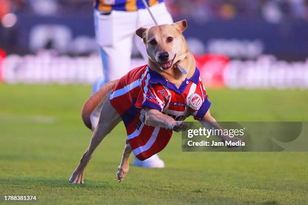 Dog with shirt of San Luis prior the 17th round match between Atletico San Luis and Santos Laguna as part of the Torneo Apertura 2023 Liga MX at...