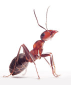 proud ant formica rufa