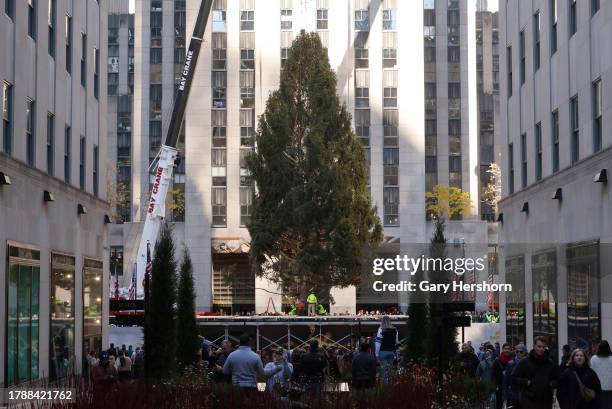 The Rockefeller Center Christmas tree is lifted onto its podium on November 11 in New York City.