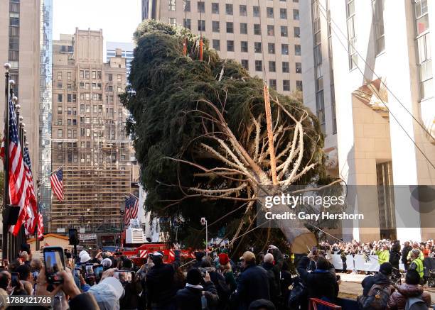 The Rockefeller Center Christmas tree is lifted onto its podium on November 11 in New York City.