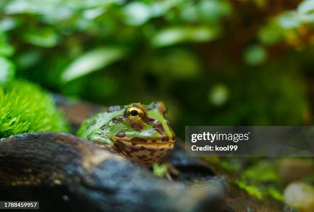 horned frog - rã adornada imagens e fotografias de stock