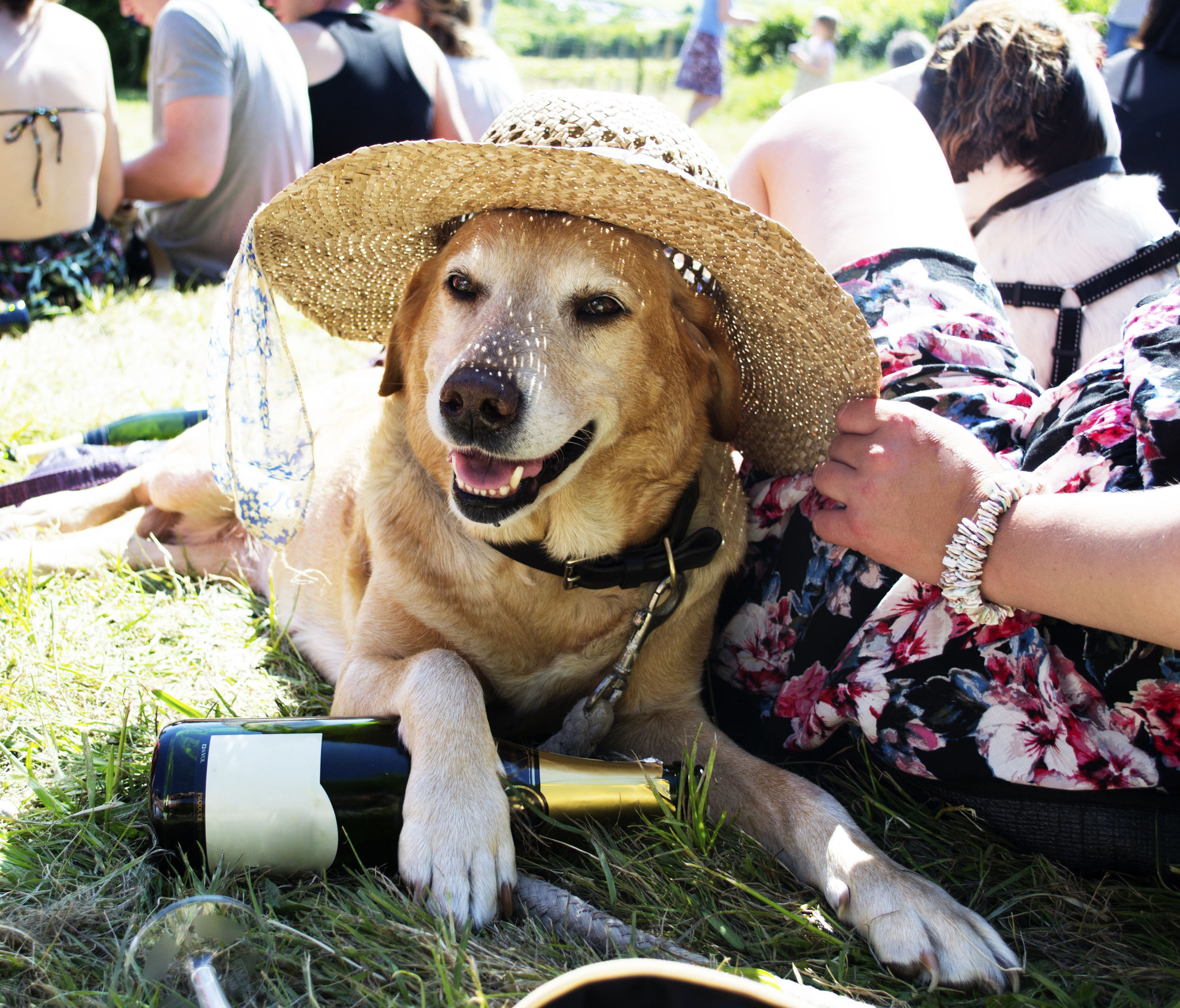 dogs festival