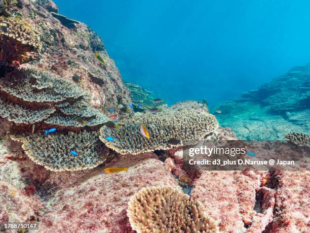 a beautiful table corals and the school of threadfin butterflyfish and heavenly damselfish and others.

at marunegahama beach, shikinejima, izu islands, tokyo.
photo taken november 1-5, 2023. - acropora sp stock pictures, royalty-free photos & images
