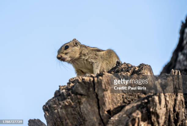 squirrel on the tree trunk in the public park in india - flying squirrel stock-fotos und bilder