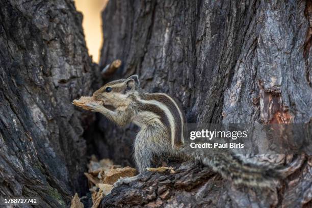 squirrel on the tree trunk in the public park in india - flying squirrel stock pictures, royalty-free photos & images