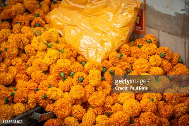 marigolds for sale at a flower market, pushkar , india - pushkar stock pictures, royalty-free photos & images
