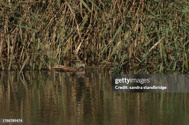 a rare little crake, porzana parva, hunting for food in a reed bed at the edge of a lake. - rietkraag stockfoto's en -beelden