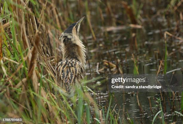 a rare hunting bittern, botaurus stellaris, is standing in a reedbed looking up to the sky and ruffling up its feathers around its neck in the rain. - ruffling stock pictures, royalty-free photos & images