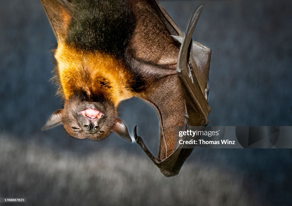 Flying fox hanging from a tree