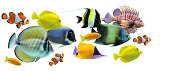 Small school of diverse, multi- colored fish