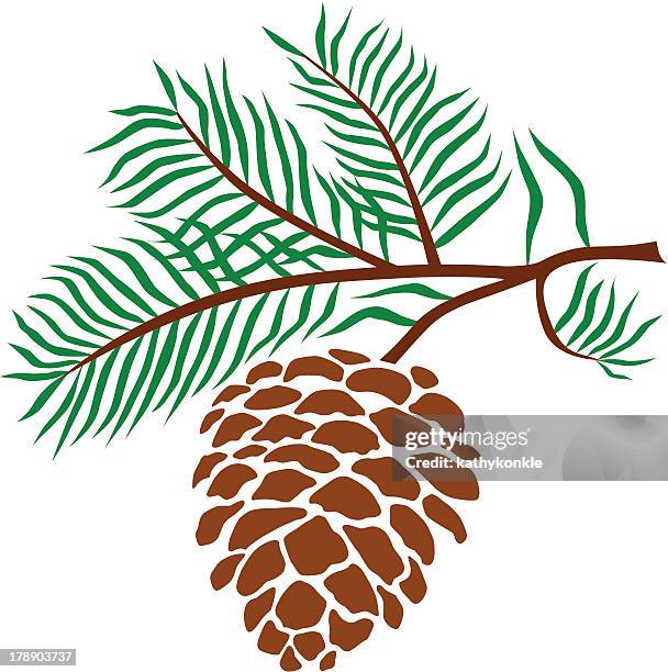 ilustraciones, imágenes clip art, dibujos animados e iconos de stock de piña de piñones - piña de piñones