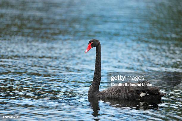 black swan, cygnus atratus - black swans stock pictures, royalty-free photos & images