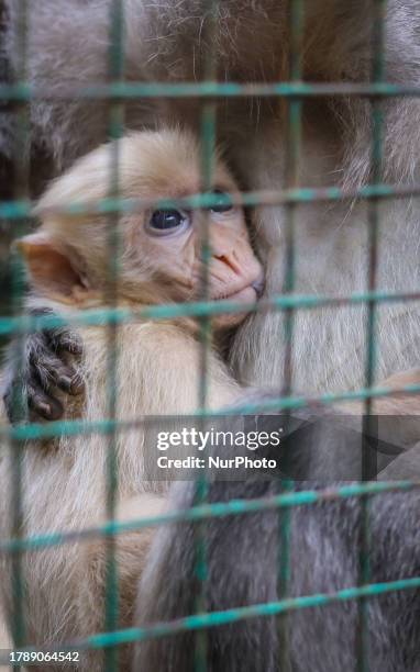 An albino baby monkey is seen behind bars in its enclosure at a Mini Zoo in Semarang, Central Java Province, Indonesia on November 16, 2023.