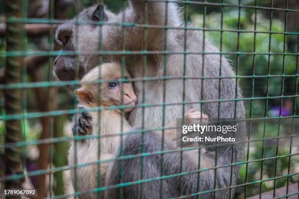 An albino baby monkey is seen behind bars in its enclosure at a Mini Zoo in Semarang, Central Java Province, Indonesia on November 16, 2023.